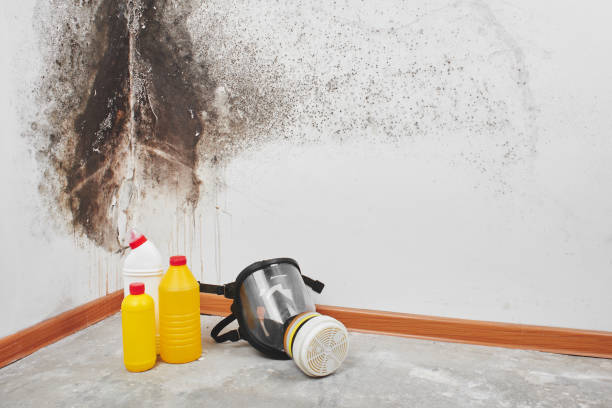Mold Removal Process in Wild Peach Village, TX