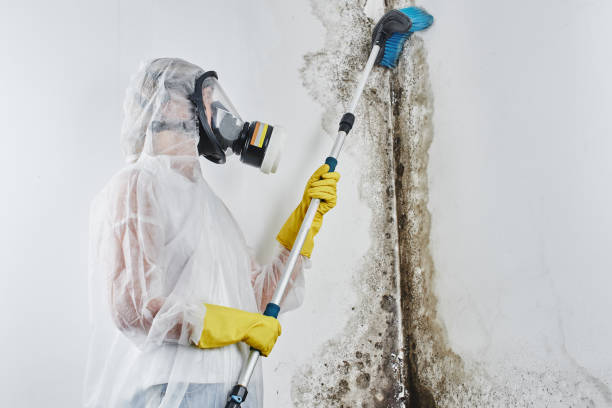 Best Toxic Mold Removal  in Wild Peach Village, TX