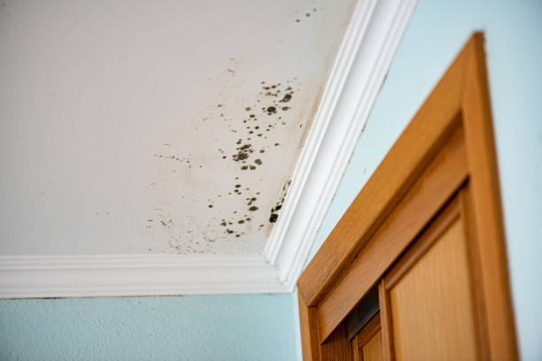 Best Mold Cleaning Services  in Wild Peach Village, TX