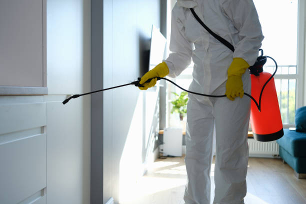 Best Home Mold Removal  in Wild Peach Village, TX