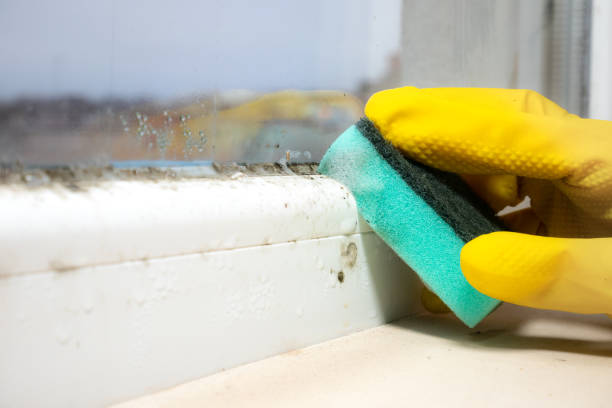 Best Mold Cleaning Services  in Wild Peach Village, TX