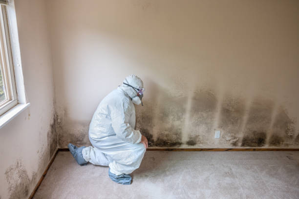 Mold Testing and Removal in Wild Peach Village, TX