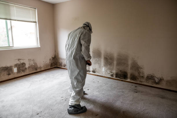 Best Mold Remediation  in Wild Peach Village, TX