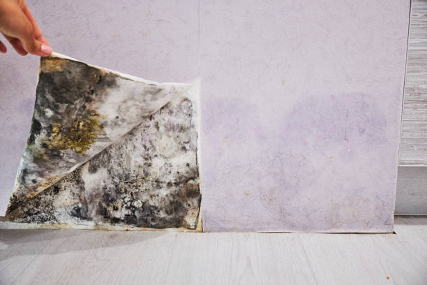  Wild Peach Village, TX Mold Removal Pros